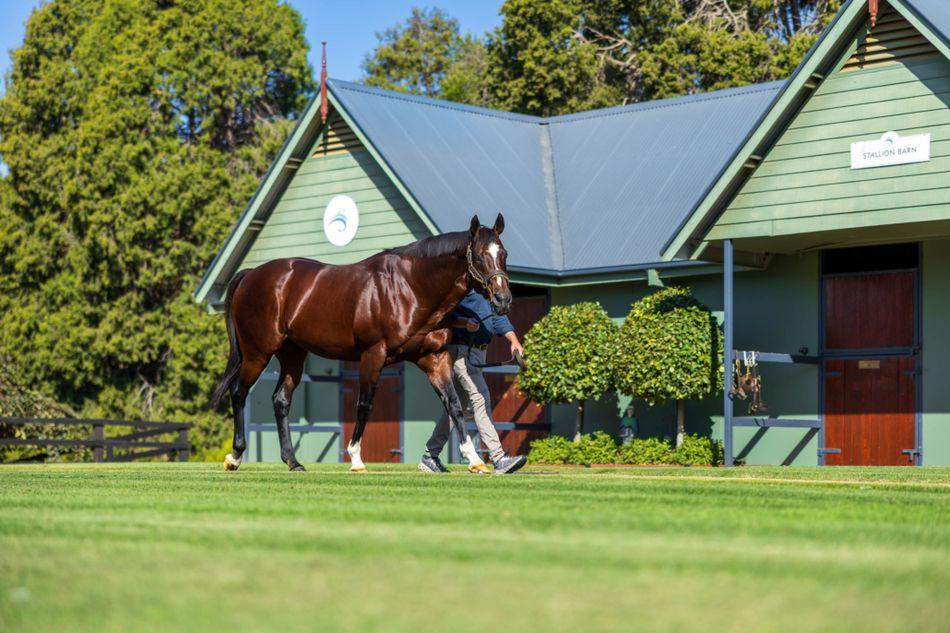 The Breeding Business: How a Racehorse’s Career Can Begin Years Before Its First Start